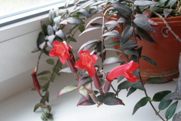 Эсхинантус Лобба