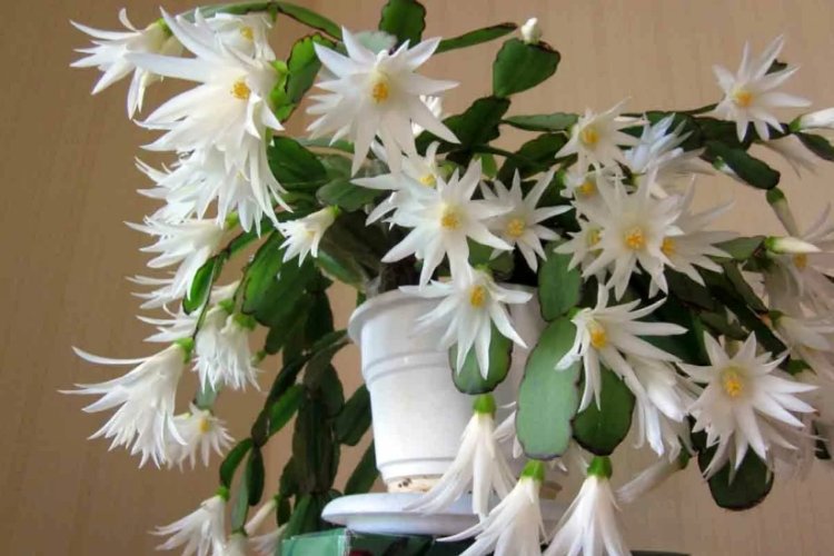 Декабрист – фото