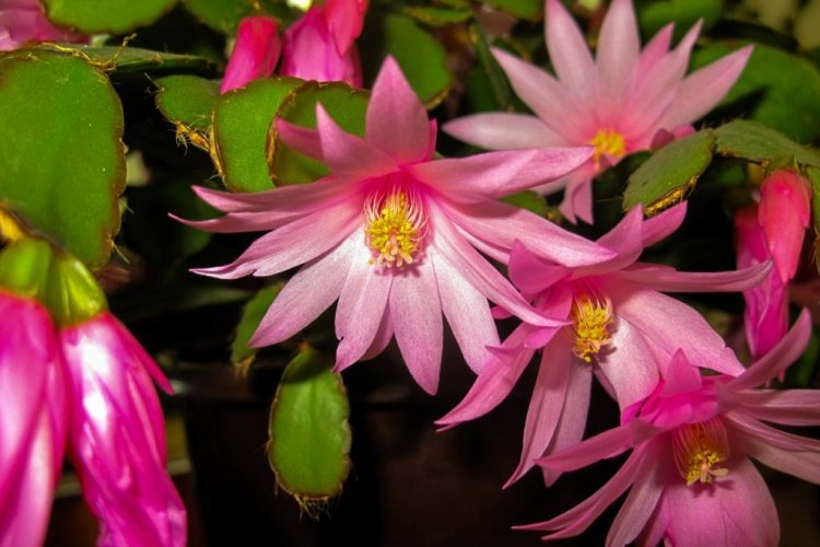 Виды декабриста