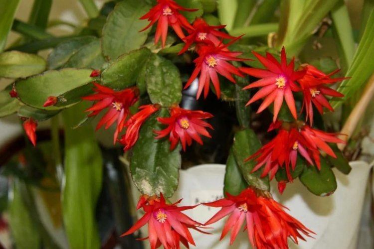 Декабрист – фото