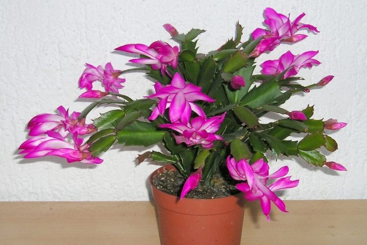 Декабрист – фото