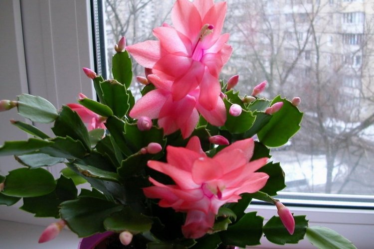 Декабрист – фото