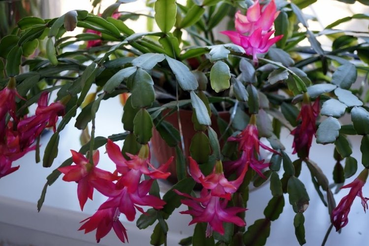 Удобрения и подкормка