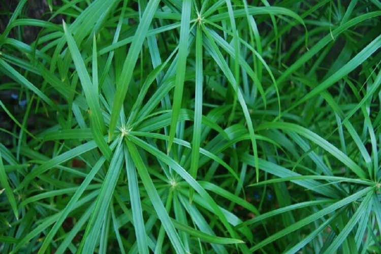 Общая информация