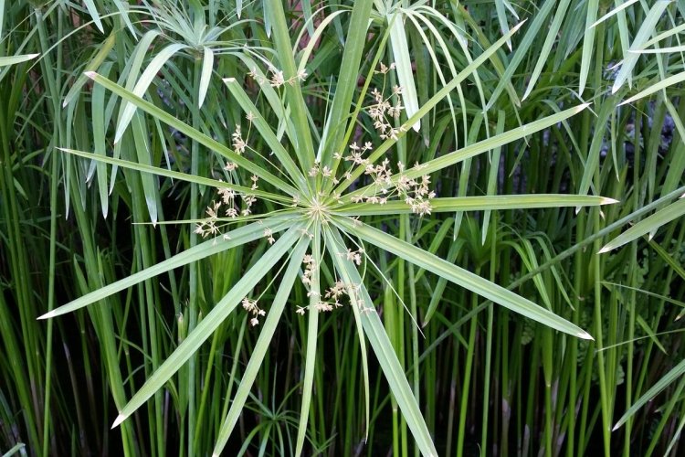 Удобрения и подкормка