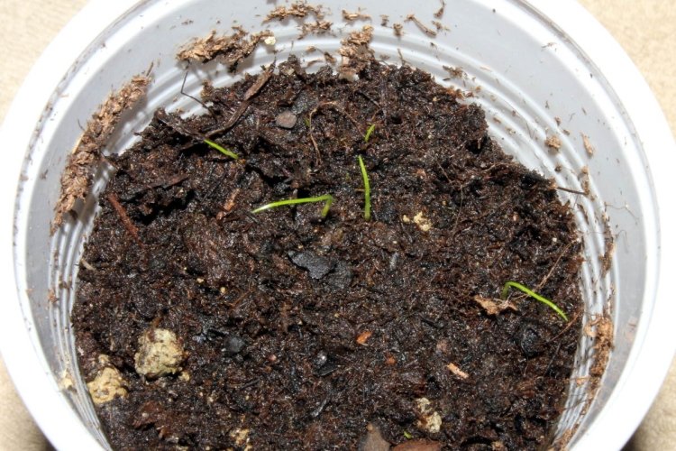 Размножение и посадка циперуса