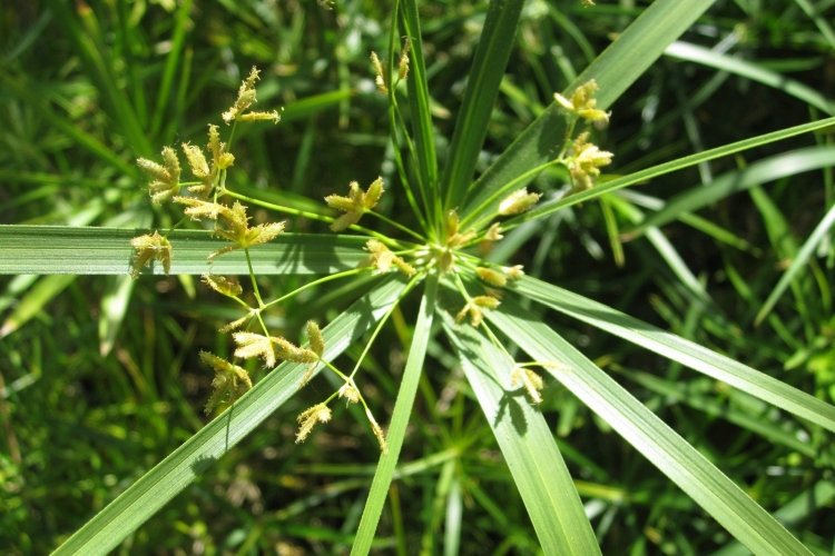 Борьба с вредителями и болезнями