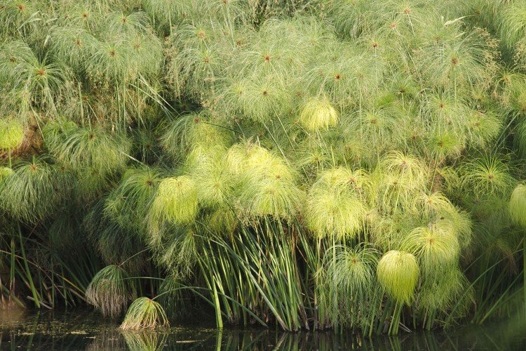 Циперус – фото