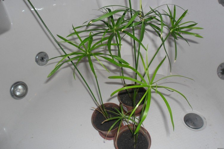 Циперус – фото