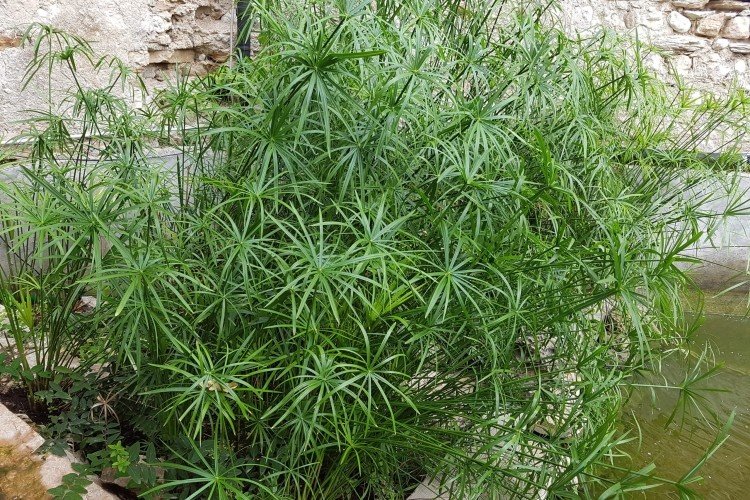 Циперус – фото