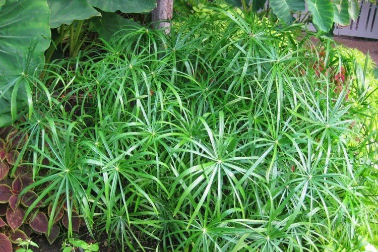 Циперус – фото