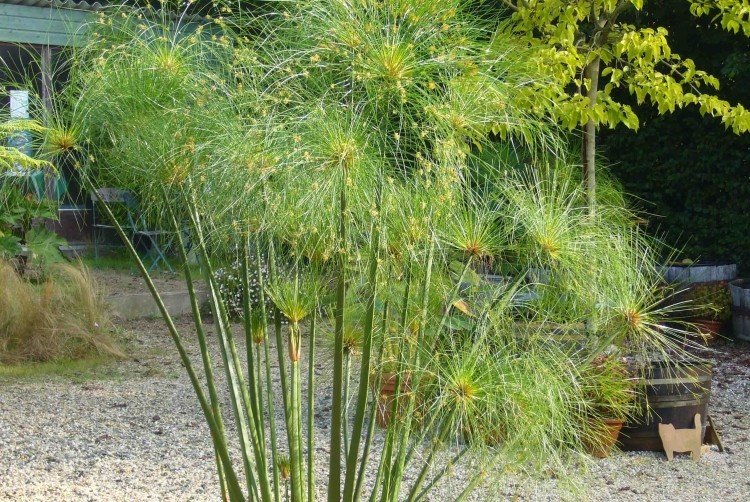 Циперус – фото