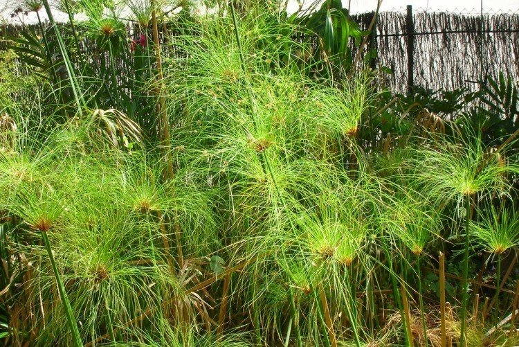 Циперус – фото