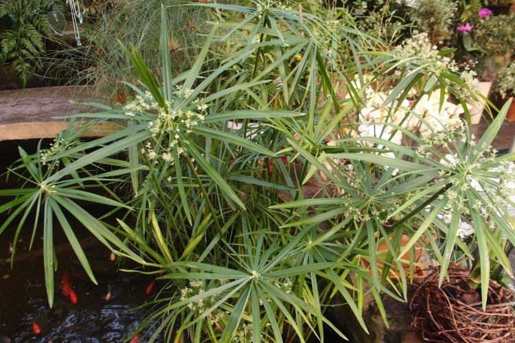 Циперус – фото