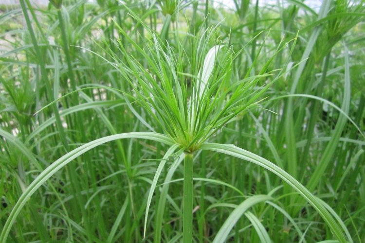 Циперус – фото