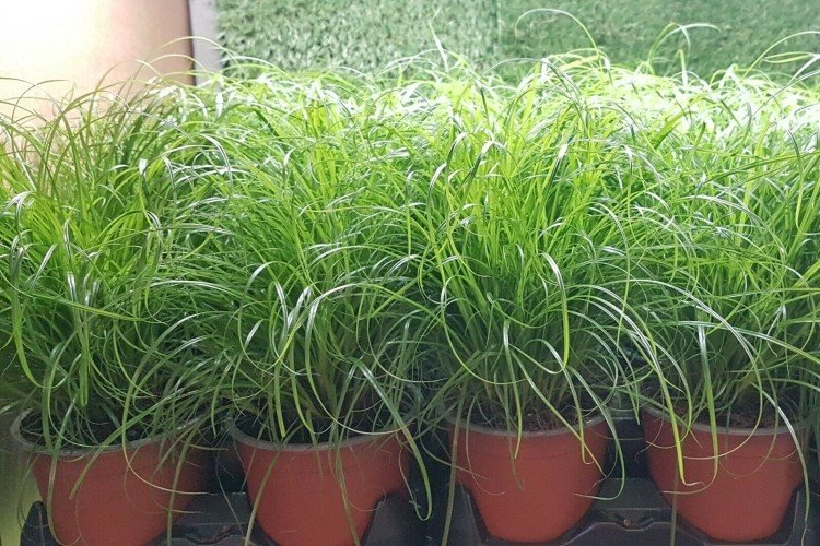 Циперус – фото