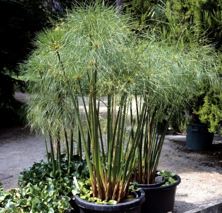 Циперус – фото