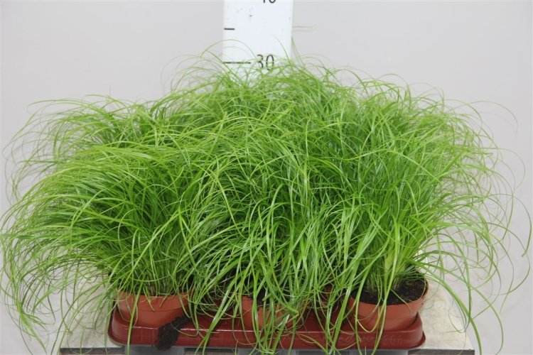 Циперус Зумула