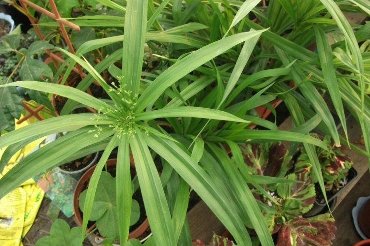 Раскидистый циперус