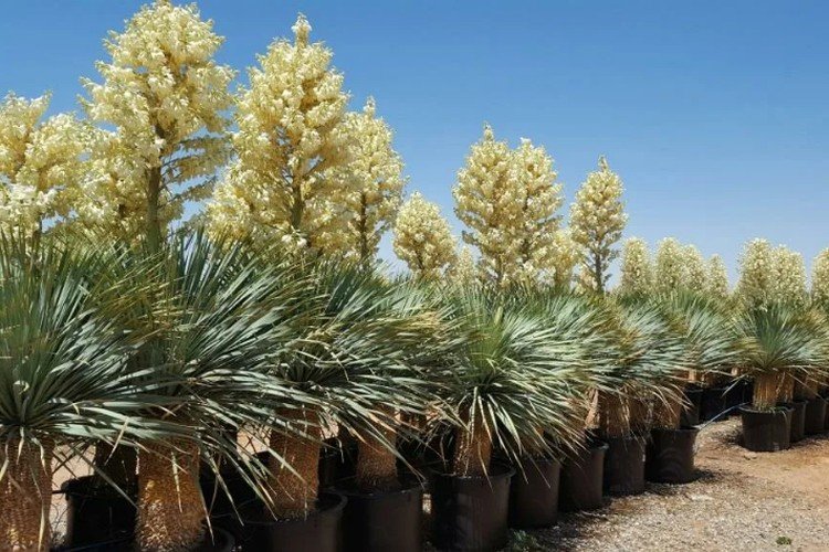 Температура