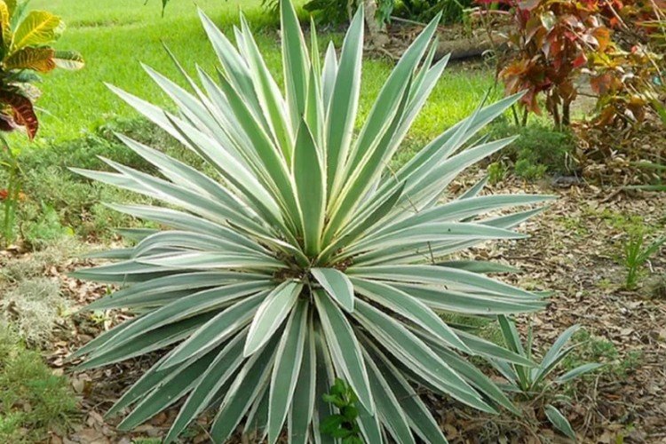 Удобрения и подкормка