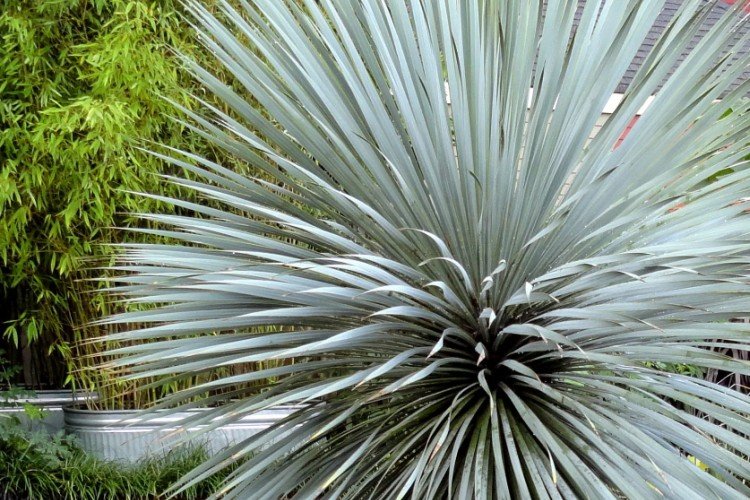 Юкка – фото