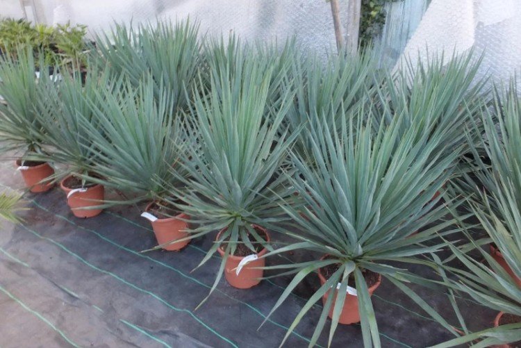 Юкка – фото