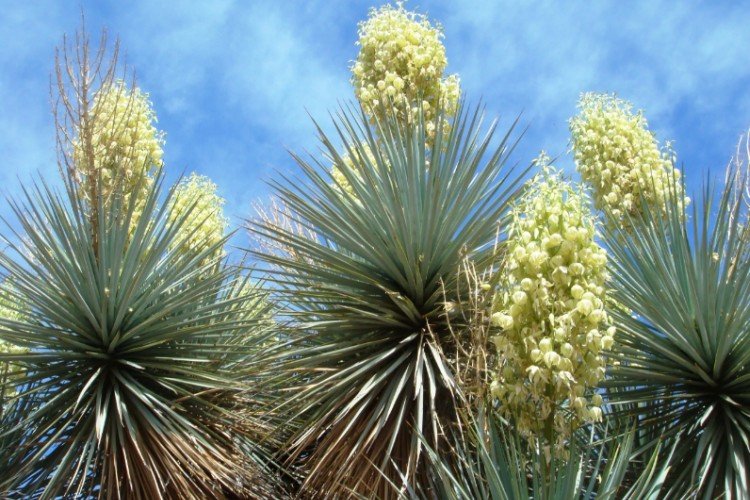 Юкка – фото