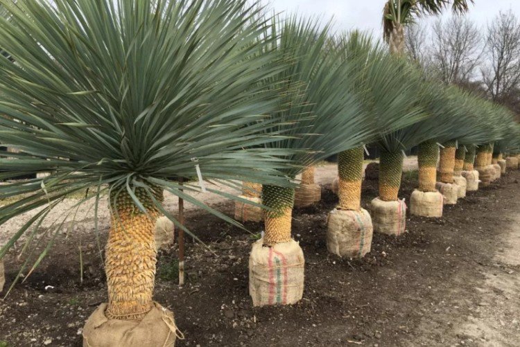 Юкка – фото