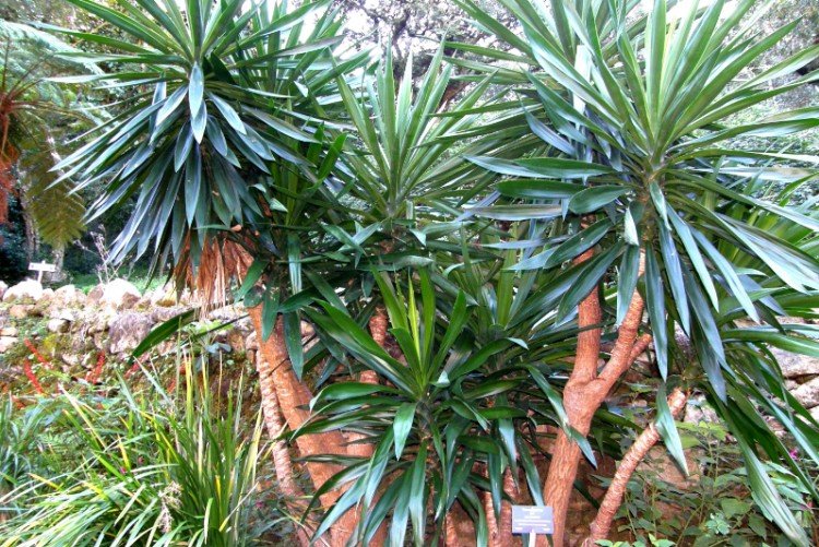 Юкка – фото