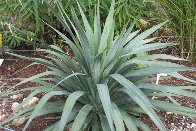 Бледная юкка