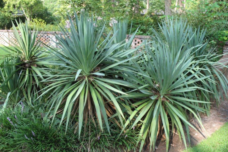 Юкка – фото