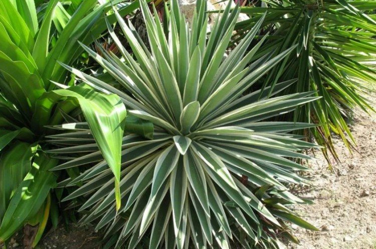 Юкка – фото