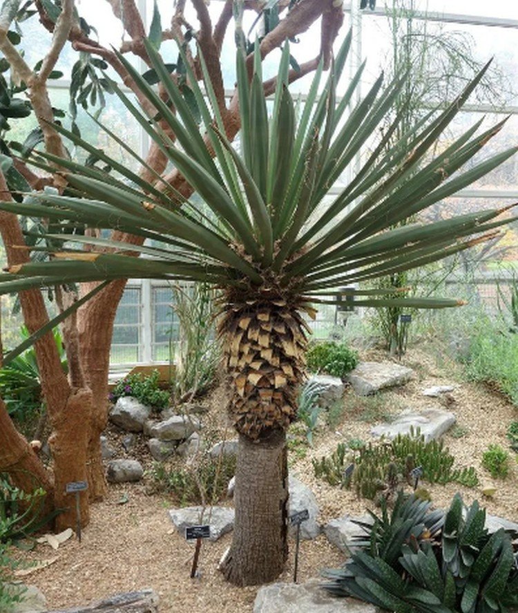 Юкка Карнеросана