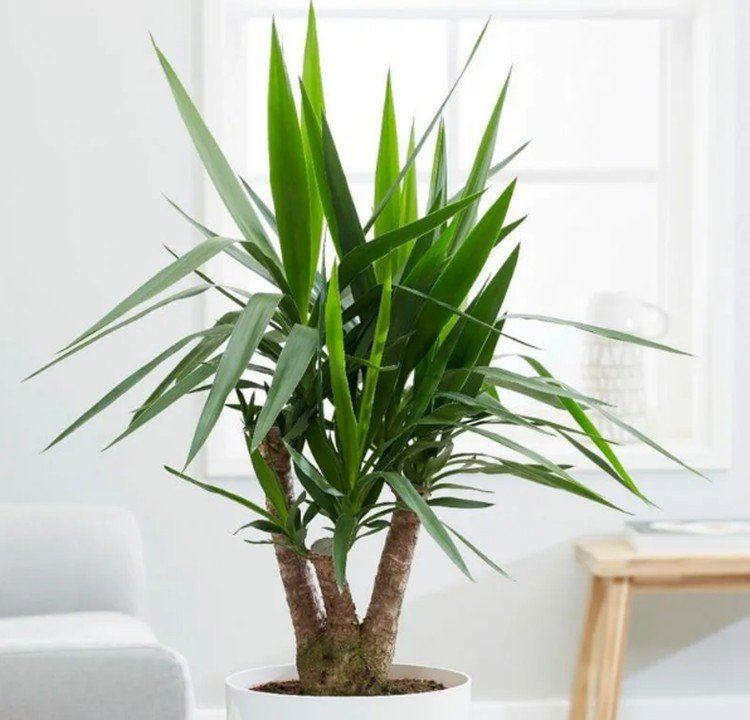 Юкка – фото