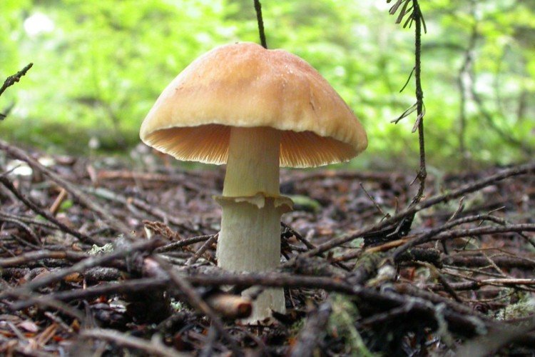 Кольчатый колпак