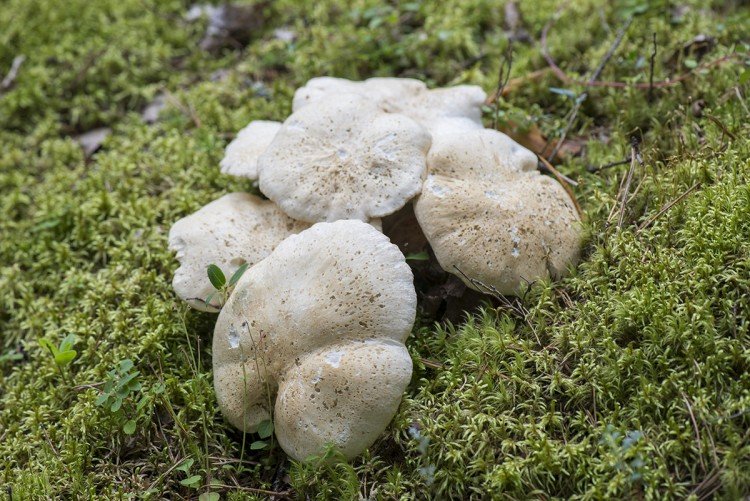 Овечий трутовик