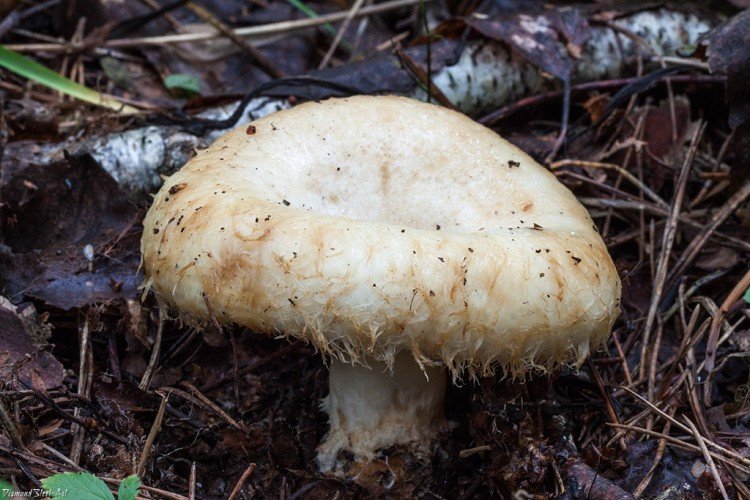 Груздь настоящий