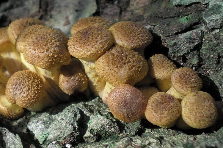 Толстоногий опенок