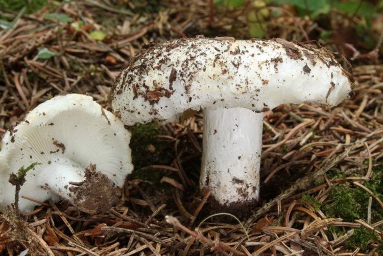 Белый подгруздок