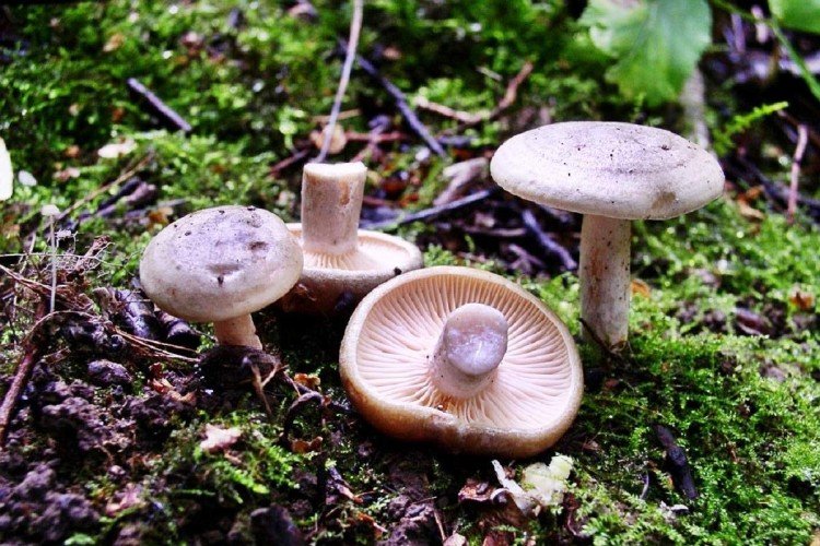 Подсосновник