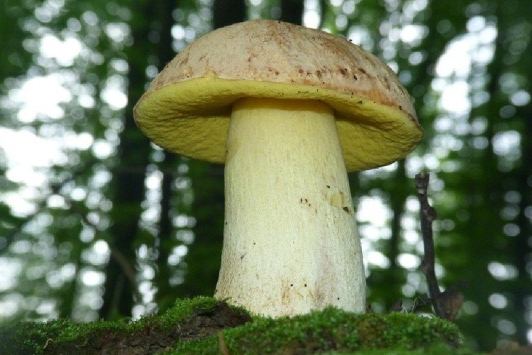 Желтый боровик