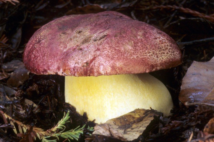 Королевский боровик