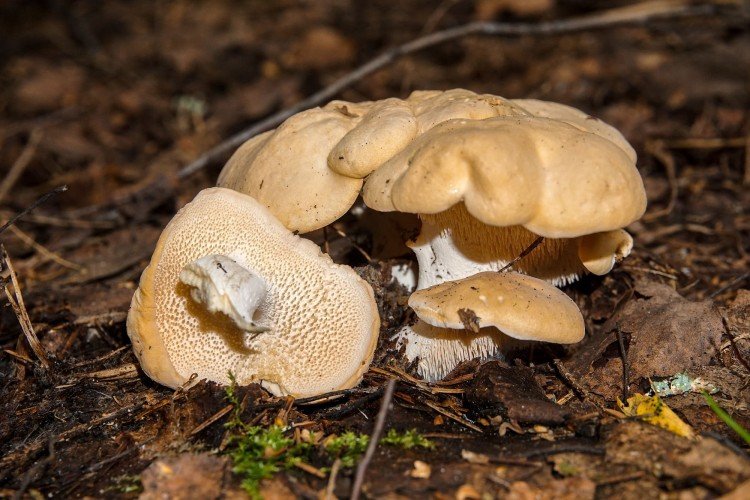 Желтый ежовик