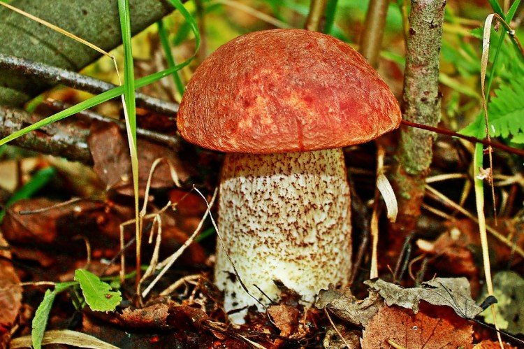 Подосиновик