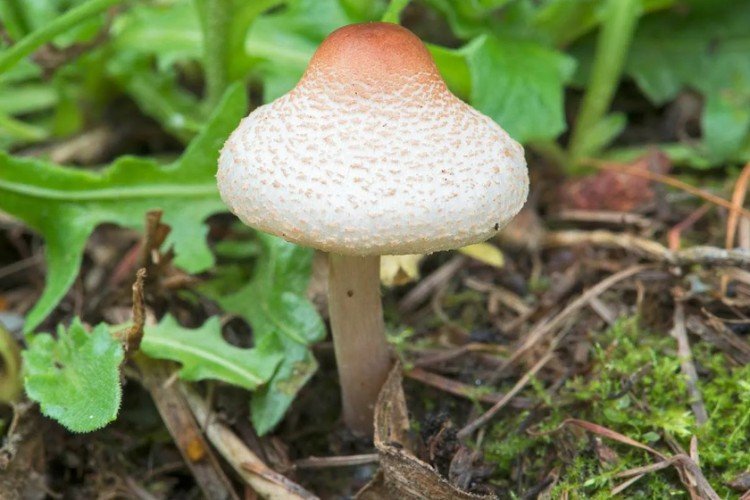 Гребенчатая лепиота