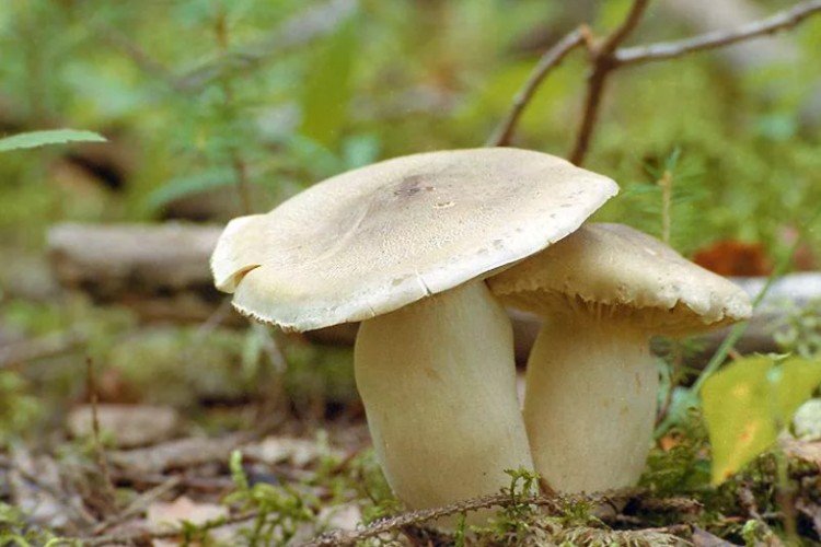 Ядовитая рядовка