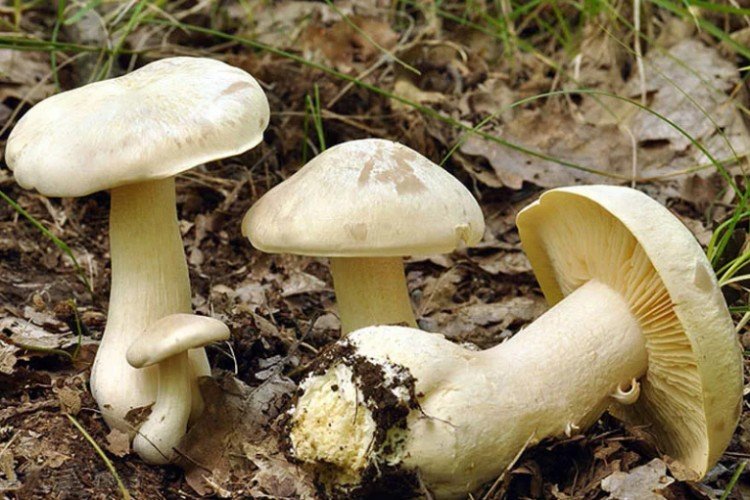 Энтолома ядовитая