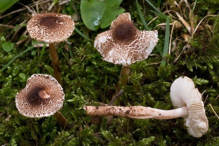 Пильчатая лепиота