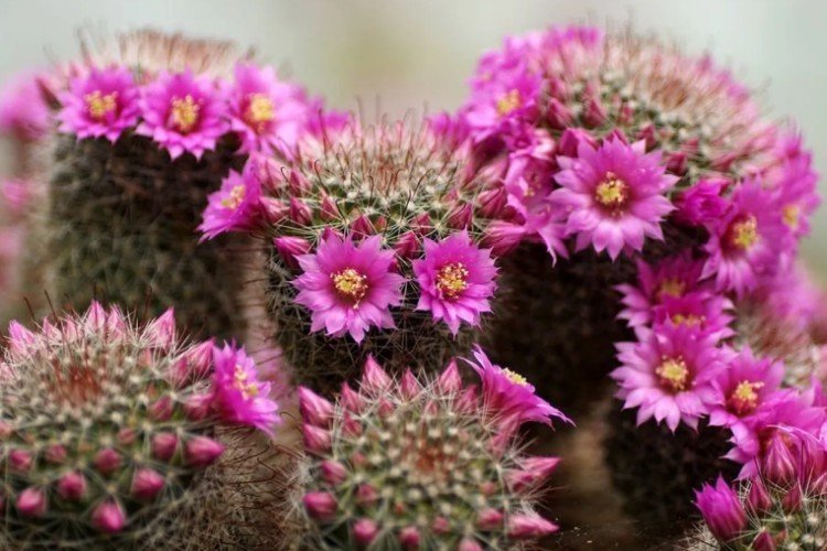 Маммиллярия